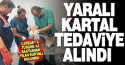 Yaralı bulunan yılan kartalı tedavi altına alındı