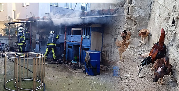 Vatandaşın dikkati kümes hayvanlarını kurtardı