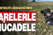 Üreticilerin farelerle mücadelesi başladı