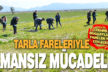Tarlaları delik deşik eden farelere karşı amansız mücadele başlatıldı