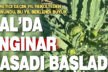 Çal’da enginar hasadı başladı