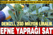 Denizli geçen yıl yaklaşık 230 milyon liralık defne yaprağı ihraç etti
