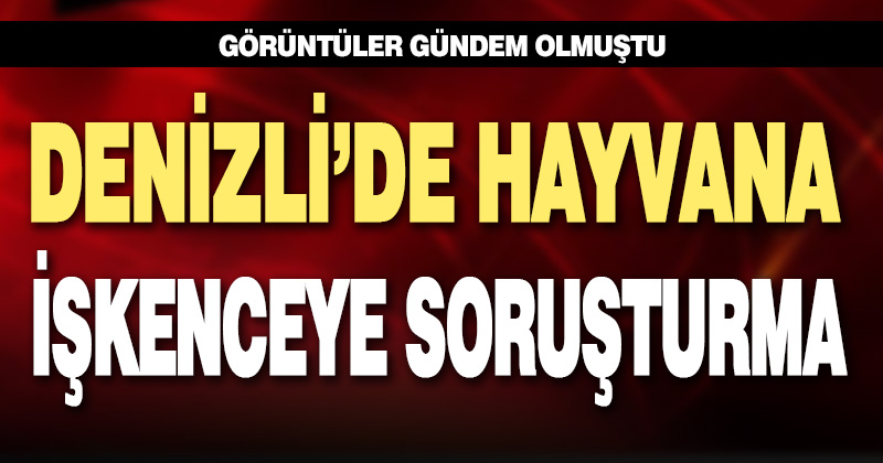 Denizli’de kediye işkenceye soruşturma