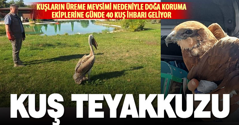 Doğa koruma ekipleri günde 40 kuş ihbarına bakıyor
