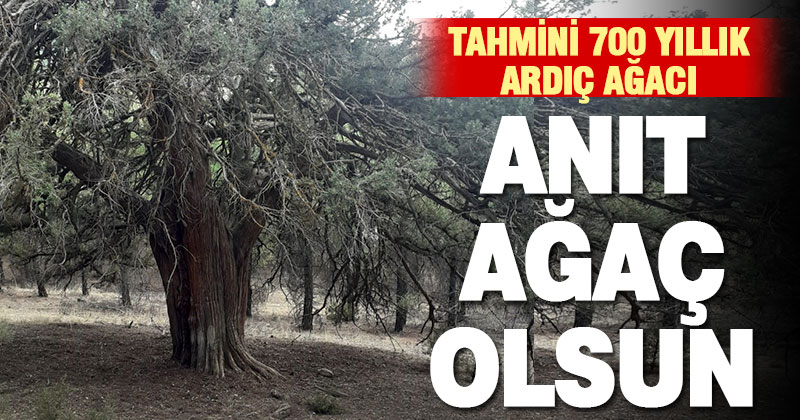Baklan’daki tahmini 700 yıllık ardıç ağacı için tescil başvurusu yapıldı