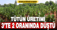 Tütün üretimi 3’te 2 oranında düştü