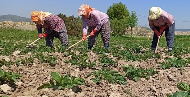 Çiftçi Kayıt Sistemi başvuruları başlıyor
