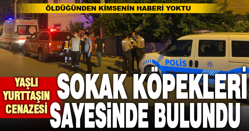 Sokak köpekleri kokuya tepki verince yaşlı adamın cenazesini bulundu