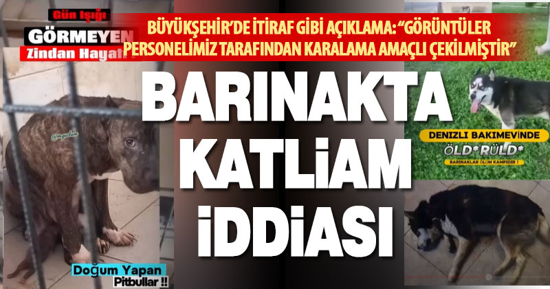 Büyükşehir’den barınakta katliam iddialarına itiraf gibi açıklama