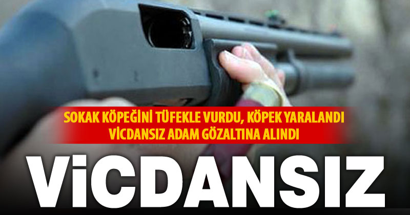 Sokak köpeğini tüfekle yaralayan 80 yaşındaki şüpheli gözaltına alındı