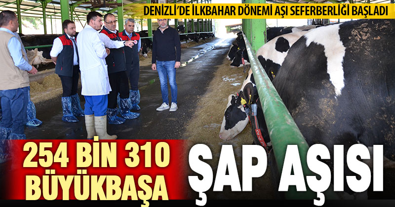 Denizli’de ilkbahar döneminde 254 bin 310 büyükbaş hayvana şap aşısı yapılıyor