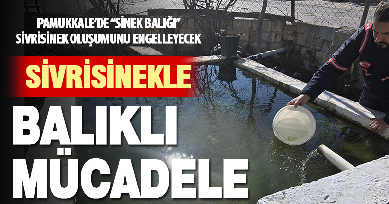 Pamukkale Belediyesi’nden sivrisinekle mücadelede balıklı yöntem