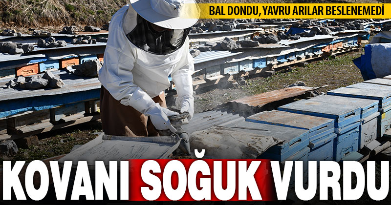 Soğuk hava bal arılarının ölümüne neden oldu