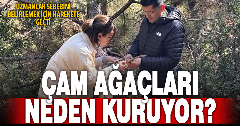 Göveçlik ormanlarındaki kuruyan karaçam ağaçlarında inceleme yapıldı
