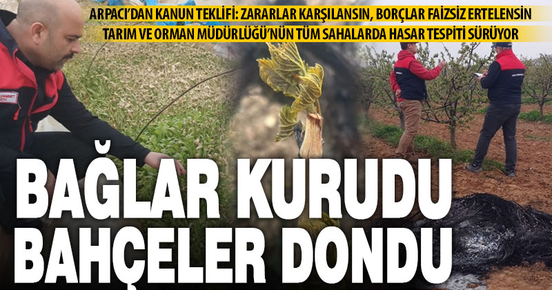 Soğuk etkisi: Denizli tarımında telafisi olmayan zarar