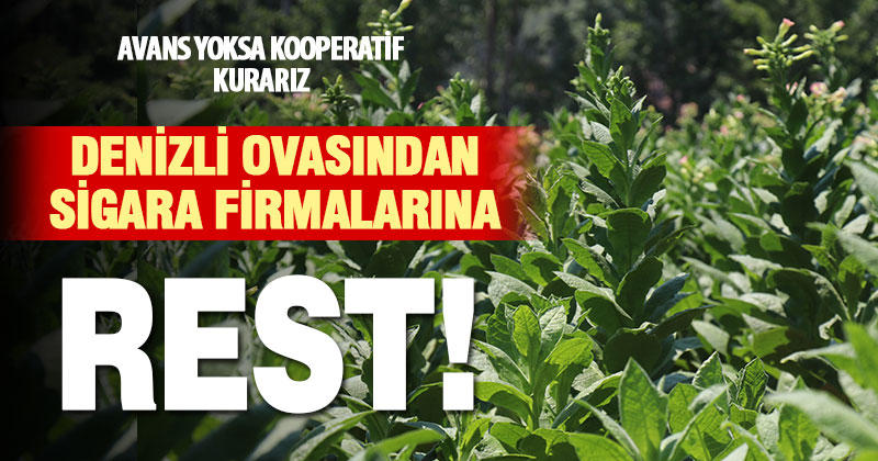 Denizlili tütün üreticileri sigara firmalarına rest çekti: Kooperatif kurarız