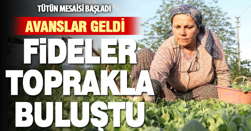 Avanslarını almaya başlayan tütün üreticileri fidelerini toprakla buluşturdu
