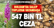 Buldan’da salep toplayan kişiye 547 bin TL ceza uygulandı