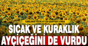 Aşırı sıcak ve kuraklık nedeniyle ayçiçeği rekolte beklentisi düştü