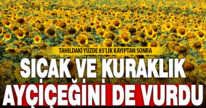 Aşırı sıcak ve kuraklık nedeniyle ayçiçeği rekolte beklentisi düştü