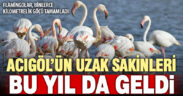 Flamingoların zorlu göçü tamamlandı