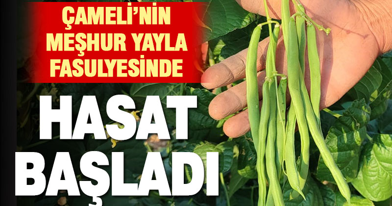 Meşhur Çameli sırık fasulyesinde hasat zamanı