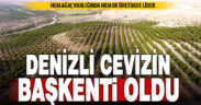 Denizli, ceviz ağacı varlığı ve üretiminde Türkiye liderliğine yükseldi
