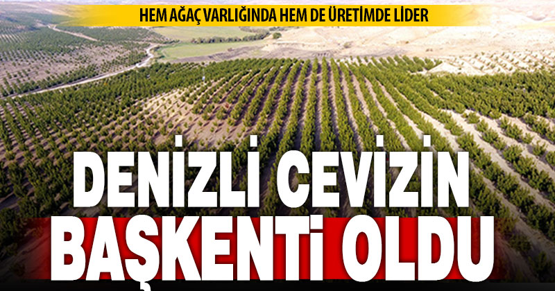 Denizli, ceviz ağacı varlığı ve üretiminde Türkiye liderliğine yükseldi