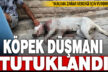 Hamile köpeği tüfekle vuran cani tutuklandı
