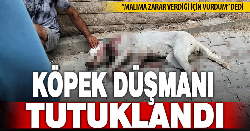 Hamile köpeği tüfekle vuran cani tutuklandı