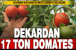 Dekarda 17 ton domates üreten çiftçinin yüzü güldü