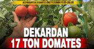 Dekarda 17 ton domates üreten çiftçinin yüzü güldü