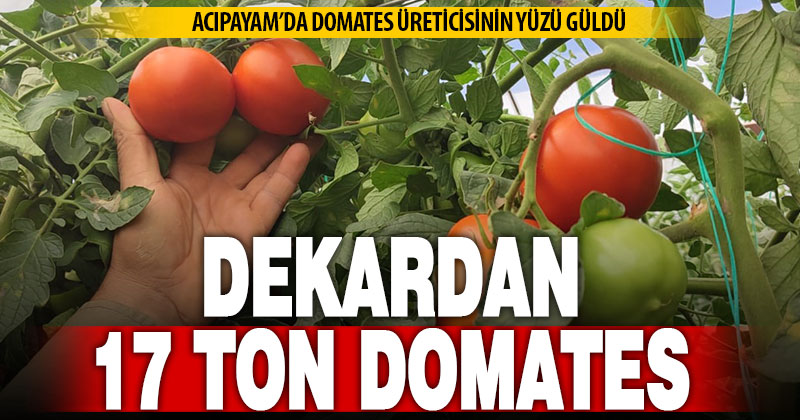 Dekarda 17 ton domates üreten çiftçinin yüzü güldü
