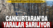 Cankurtaran’da yanan bölgenin ağaçlandırılması için çalışmalara başlandı