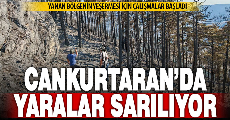 Cankurtaran’da yanan bölgenin ağaçlandırılması için çalışmalara başlandı