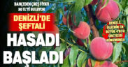 Denizli’de şeftali hasadı başladı: İhracat kalitesinde lezzet