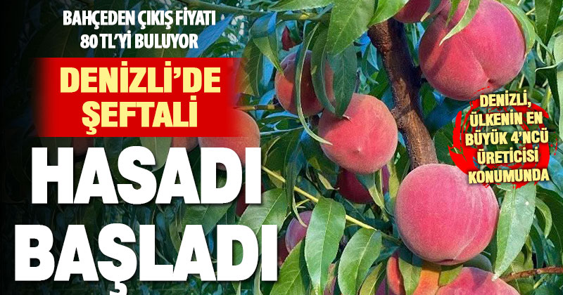 Denizli’de şeftali hasadı başladı: İhracat kalitesinde lezzet