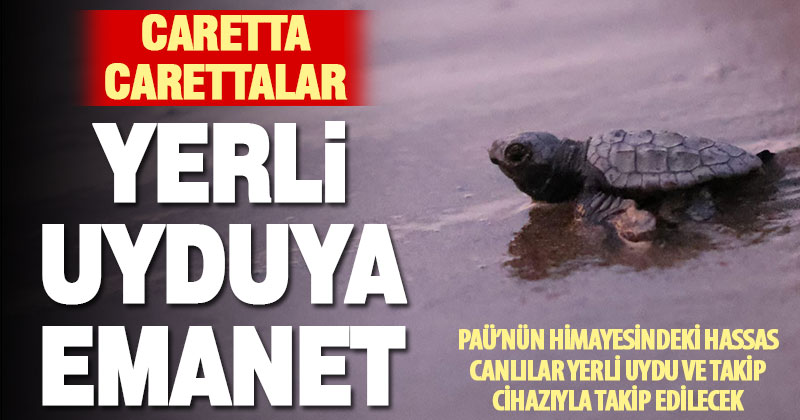 Caretta Carettaların mavi yolculuğu yerli uydu ile başladı