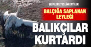 Balçığa saplanan leyleğin imdadına balıkçılar yetişti