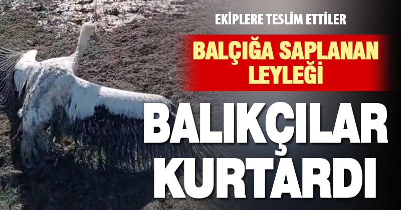 Balçığa saplanan leyleğin imdadına balıkçılar yetişti