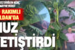 Buldanlı dokumacı, 700 rakımda muz yetiştirdi