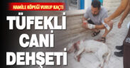 Hamile köpeğe tüfekle saldırı