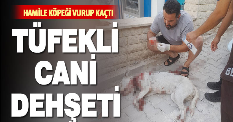 Hamile köpeğe tüfekle saldırı