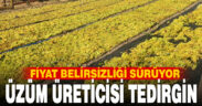 Üzümde fiyat belirsizliği hem üreticiyi hem de çalışanları tedirgin ediyor