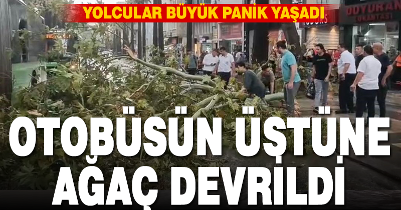Belediye otobüsünün üzerine ağaç düştü, faciadan dönüldü