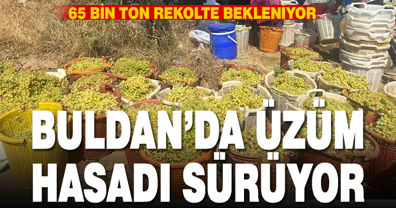 Buldan’da üzüm bağlarında hasat başladı